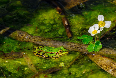 High angle view of turtle in water