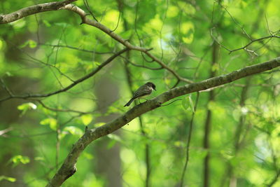 Low angle view of bird perching on branch in forest