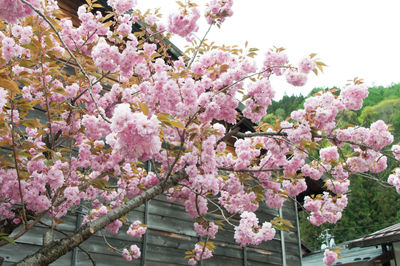 Low angle view of cherry blossoms