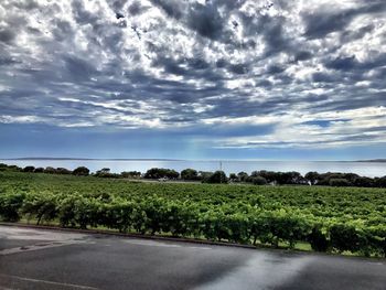 Scenic view of trees against sky