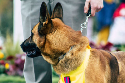 Close-up of a dog