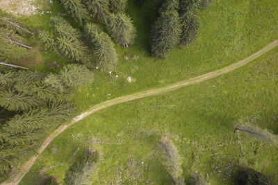 High angle view of road amidst trees on field