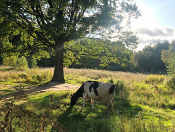 Cows on field by tree