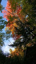 Low angle view of trees