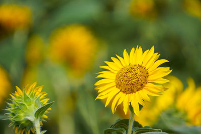 Close-up of yellow flowering plant