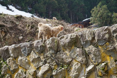 View of sheep on rock