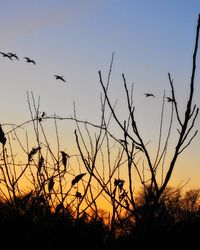 Silhouette plants against sky during sunset