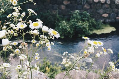 Close-up of white flowers