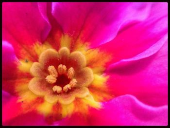 Close-up of pink flower