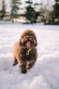 A beautiful spanish water dog enjoying a day in the snow. portrait of dogs concept