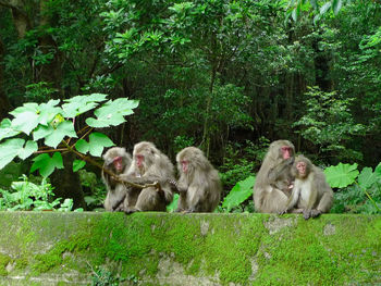 Monkeys sitting in a forest