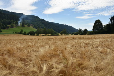 Scenic view of field against sky