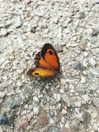Close-up of butterfly on rock
