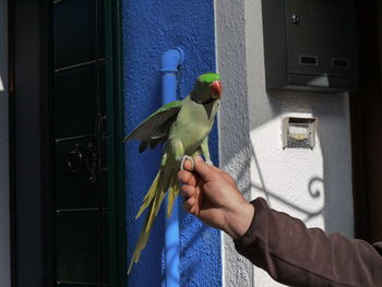 Person holding bird perching on hand