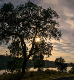 Tree at sunset