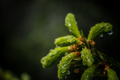 Fir tree buds