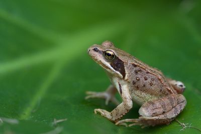 Frog on leaf