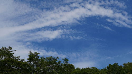 Low angle view of trees against sky