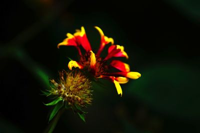 Close-up of yellow flower blooming at night