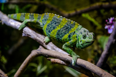 Close-up of lizard on branch