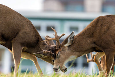 Close-up of deer