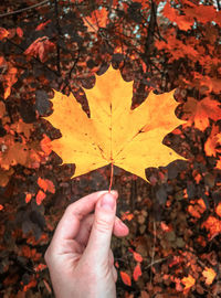 Cropped hand holding autumn leaf