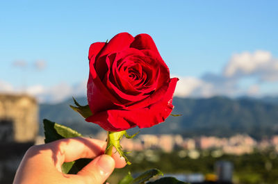 Close-up of hand holding red rose