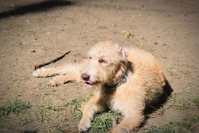 High angle view of dog in garden 