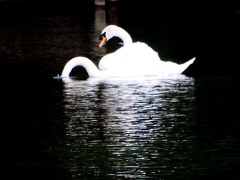 Swan floating on lake