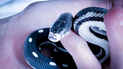 Close-up of hand holding snake