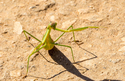 High angle view of grasshopper on field during sunny day