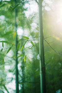 Close-up of plant