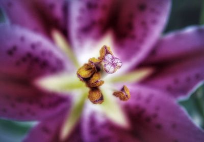 Close-up of purple flowering plant