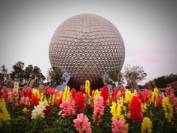 Low angle view of flowering plants against sky