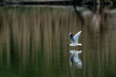 Bird flying over lake