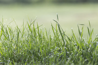 Close-up of grass