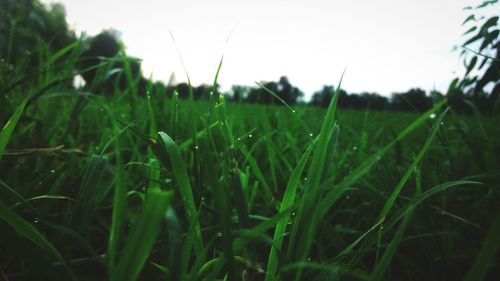 Close-up of grass growing on field