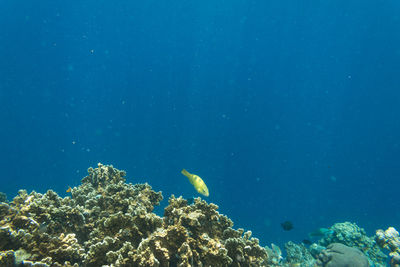 View of fish swimming underwater