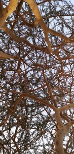 Low angle view of tree against sky