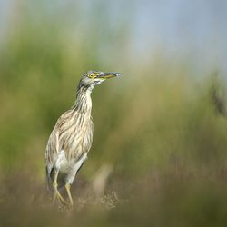 Close-up of bird perching outdoors