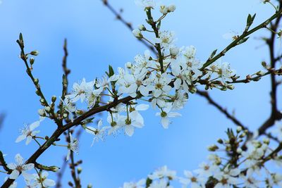 Low angle view of apple blossoms in spring against sky