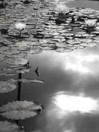 Reflection of trees in water
