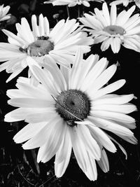 Close-up of white flower