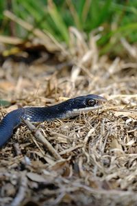 Close-up of snake on field