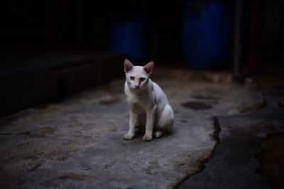 White cat sitting in the dark