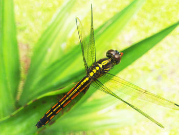 Close-up of dragonfly on plant