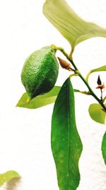 Close-up of fruit growing on tree