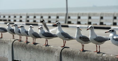 Seagulls perching on railing against sea