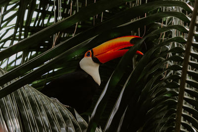 View of bird on palm leaf