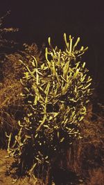 Close-up of plants at night